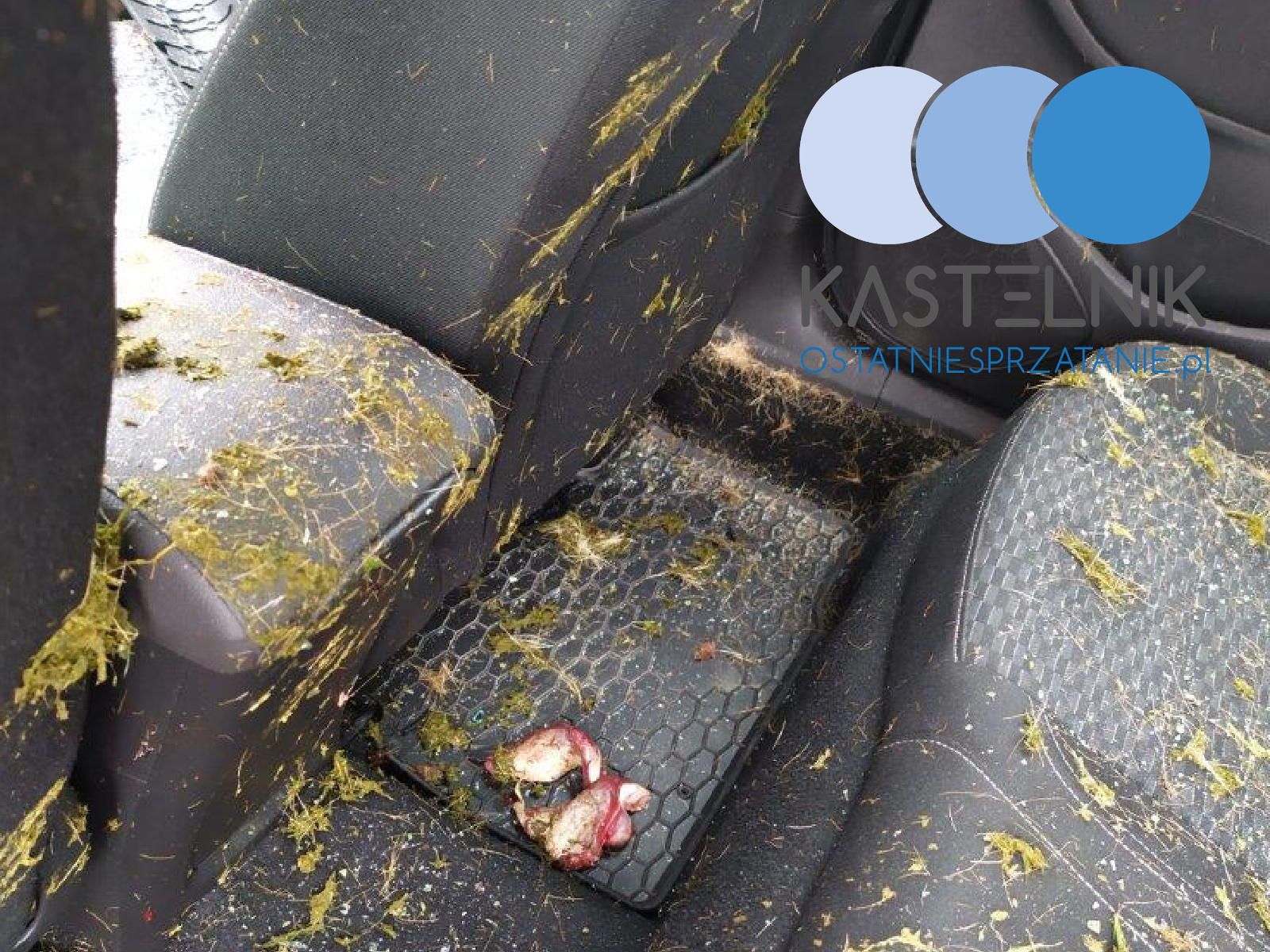 Dezynfekcja samochodu po wypadku z udziałem zwierzęcia Kraków